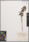 Foto von Salix cinerea L.